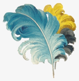 Victorian Feather Drawing Blue Yellow Black - Ostrich Feathers Transparent Background, HD Png Download, Transparent PNG