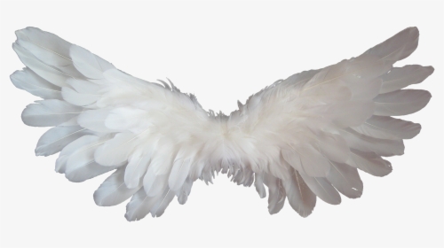 Baby Angel Wings Png, Transparent Png, Transparent PNG