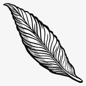 Lineart Clip Arts - Transparent Feather Clipart, HD Png Download, Transparent PNG