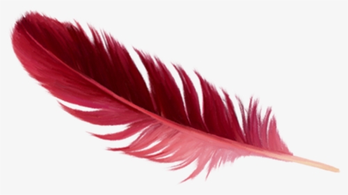 Red Feather Png - Real Red Feather Png, Transparent Png, Transparent PNG