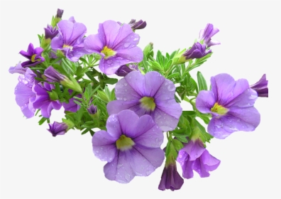Pot Plant, Purple, Flowers - Purple Flowers Png, Transparent Png, Transparent PNG
