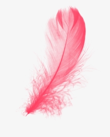 Red Feather Png, Transparent Png, Transparent PNG