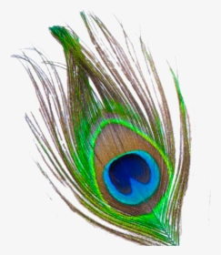 Peacock Feather Free Download Png - Krishna Peacock Feather Png, Transparent Png, Transparent PNG