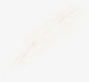 Feather Png - Transparent Gray Feather Png, Png Download, Transparent PNG