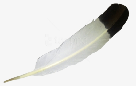 Free Png Download Feather Png Images Background Png - Eagle Feather No Background, Transparent Png, Transparent PNG