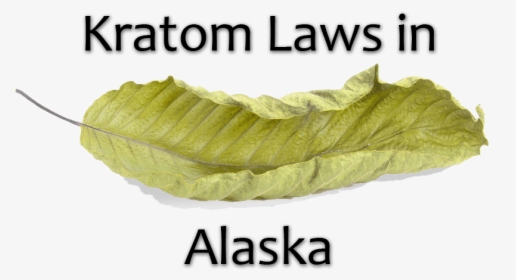 Kratom Laws In Alaska - Sadness, HD Png Download, Transparent PNG