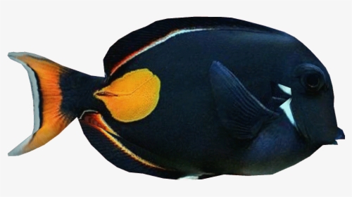 Achillestangdd - Coral Transparent Reef Fish Png, Png Download, Transparent PNG