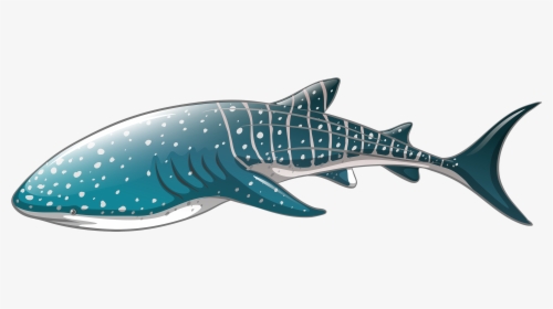 Whale Shark Png Clipart Whale Shark Icon Png - Whale Shark Vector Png, Transparent Png, Transparent PNG