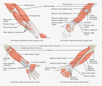 Muscles Of Elbow And Forearm, HD Png Download, Transparent PNG