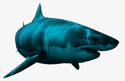 Download For Free Sharks Icon Clipart - Акула Пнг, HD Png Download, Transparent PNG
