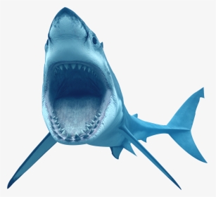 Animal Shark Transparent - Transparent Background Shark Png, Png Download, Transparent PNG