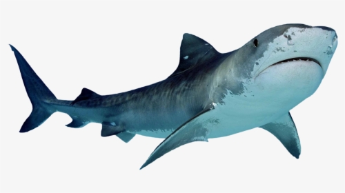 Download Shark Free Images Png - Shark Transparent Background, Png Download, Transparent PNG