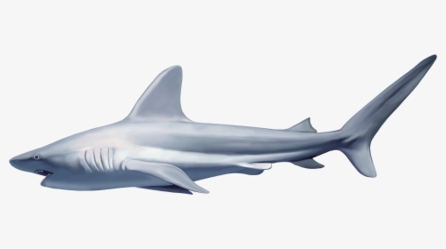 Download And Use Sharks Png Icon - Shark Png, Transparent Png, Transparent PNG