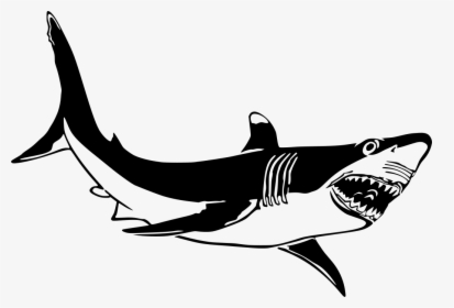 Shark Pictures Black And White, HD Png Download, Transparent PNG