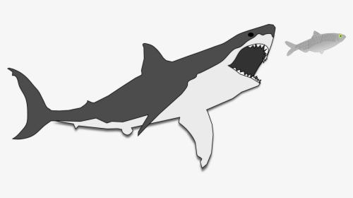 Shark, HD Png Download, Transparent PNG