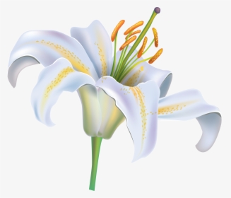 White Lily Flower Png Clipart Image - Clipart White Lily Flower, Transparent Png, Transparent PNG