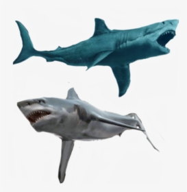 Transparent Hammerhead Shark Png, Png Download, Transparent PNG