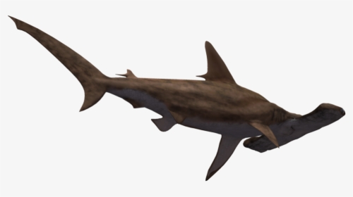 Hammerhead Shark Transparent - Hammerhead Shark White Background, HD Png Download, Transparent PNG