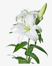 Lily, Lilies Flower Png File - Transparent Easter Lily Clipart, Png Download, Transparent PNG