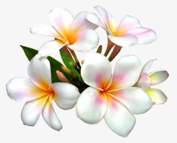 Yellow Exotic Flower Png Clipart Picture - White Flower Hd Png, Transparent Png, Transparent PNG