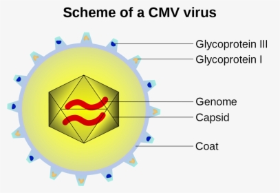 Cmv Virus, HD Png Download, Transparent PNG