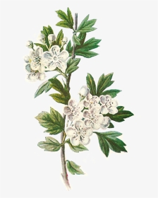 Daisy Flower Png - Hawthorn Flower Illustration, Transparent Png, Transparent PNG