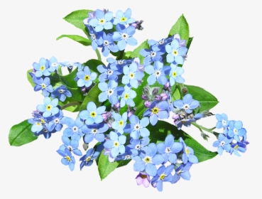 Blue Flowers, Forget Me Not, Plant - Forget Me Not Flower Png, Transparent Png, Transparent PNG