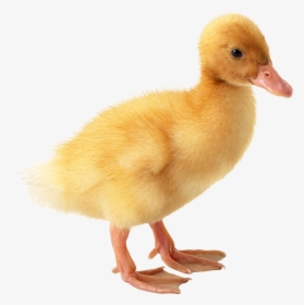 Duck Png Image Free Download - Baby Duck Transparent Background, Png Download, Transparent PNG