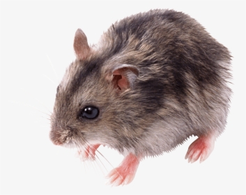 Cute Small Mouse - Transparent Mouse Png, Png Download, Transparent PNG