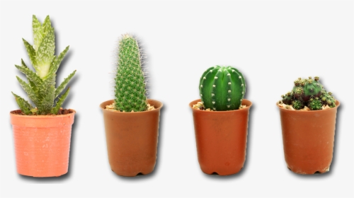 Cactus Plant Png, Transparent Png, Transparent PNG
