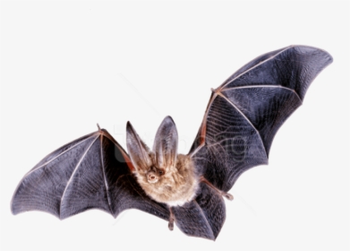 Free Png Download Bat Flying Png Images Background, Transparent Png, Transparent PNG