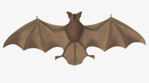 Macrophyllum Macrophyllum - Long Legged Bat, HD Png Download, Transparent PNG