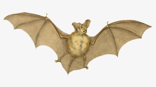 Nyctophilus Major Bat Drawing - Common Pipistrelle, HD Png Download, Transparent PNG