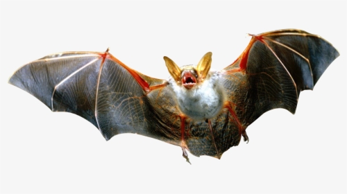 Bat,vampire Bat,wildlife,little Brown Myotis - Bat Png, Transparent Png, Transparent PNG