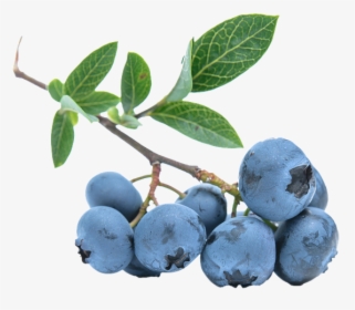Blueberries Png Image - Blueberries .png, Transparent Png, Transparent PNG