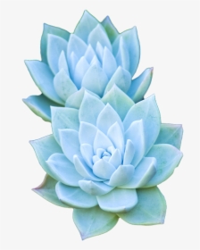 Flowers, Overlay, And Plants Image - Succulent Clipart Transparent Background, HD Png Download, Transparent PNG