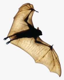 Fruit Bat Png, Transparent Png, Transparent PNG