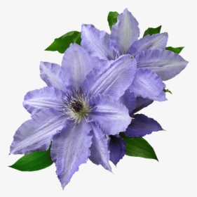 Clematis - All Flowers Images In Hd Download, HD Png Download, Transparent PNG