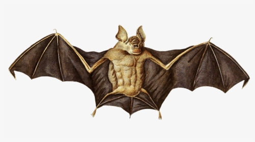 Transparent Bat Silhouette Png - Hoary Bat Drawings, Png Download, Transparent PNG