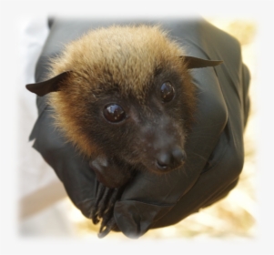 Pteropus Rufus1 - Madagascar Bat, HD Png Download, Transparent PNG