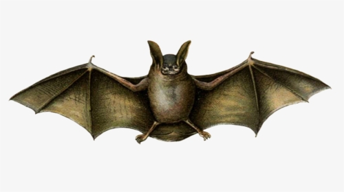 Mouse Colored Bat Drawing - Vampire Bat Drawing Png, Transparent Png, Transparent PNG