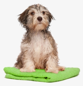 Dog Bath Png Pluspng, Transparent Png, Transparent PNG