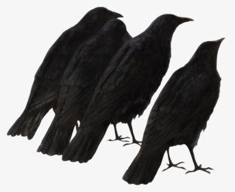 Crow Wings Png, Transparent Png, Transparent PNG