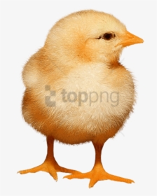 Baby Chicken Png, Transparent Png, Transparent PNG