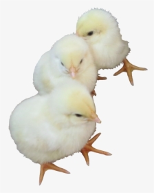 Baby Chicken Png, Transparent Png, Transparent PNG