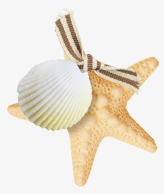 Starfish Png, Transparent Png, Transparent PNG