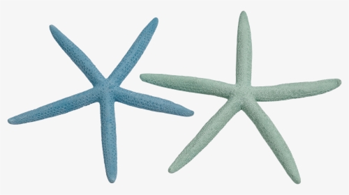 Finger Starfish 8 10 Dyed Pastel, HD Png Download, Transparent PNG