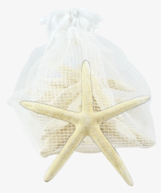 Starfish Pack-10 White Finger Starfish, HD Png Download, Transparent PNG
