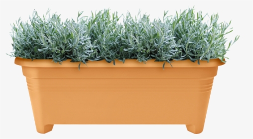 Long Grass Png, Transparent Png, Transparent PNG