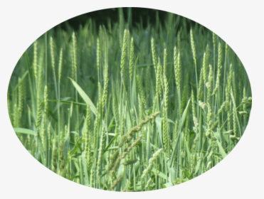 Long Grass Png, Transparent Png, Transparent PNG
